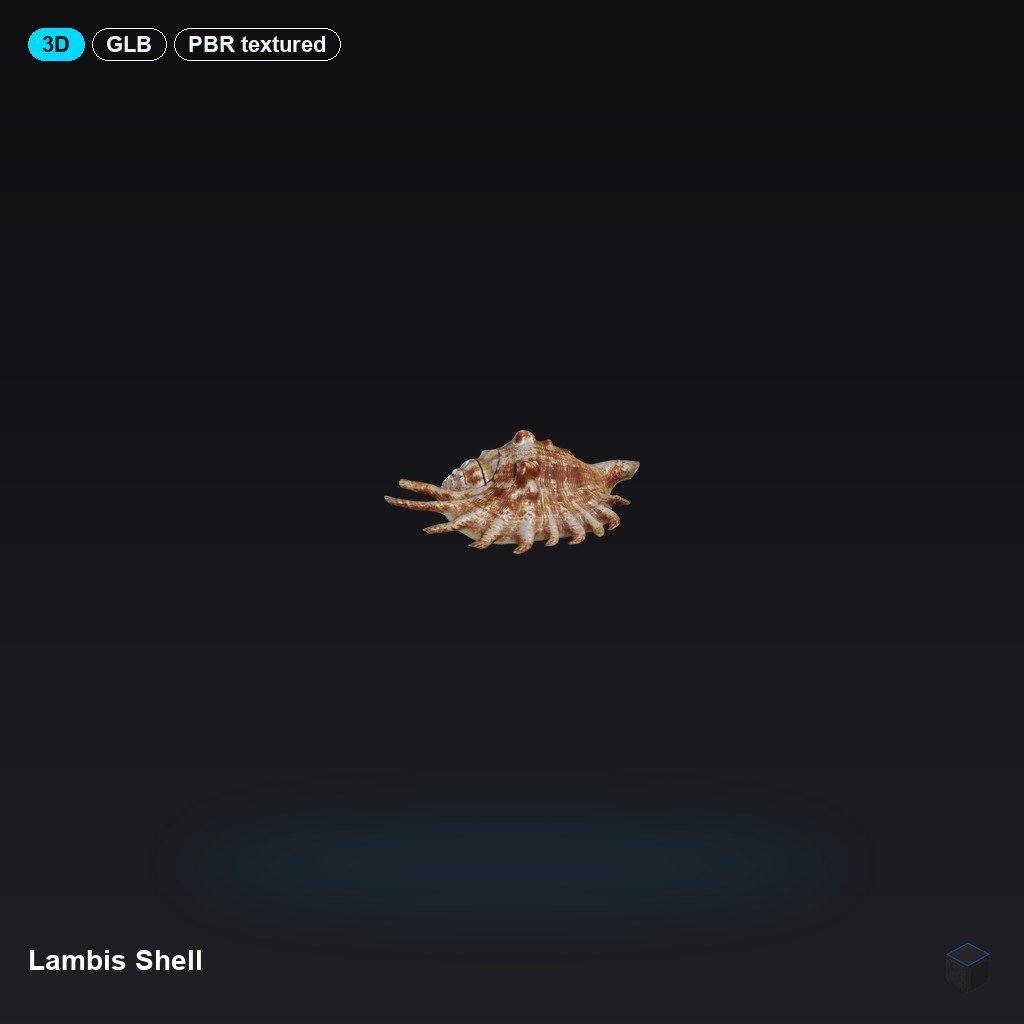 Lambis Shell